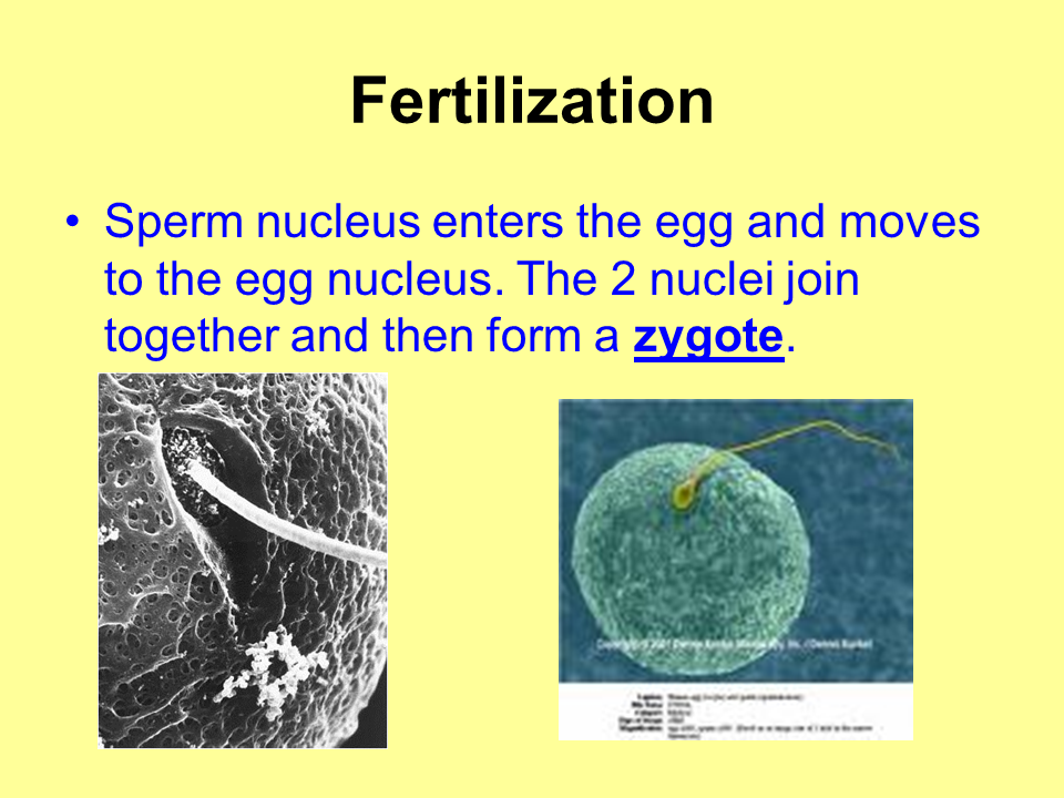 Sexual Reproduction in Animals - Presentation Biology
