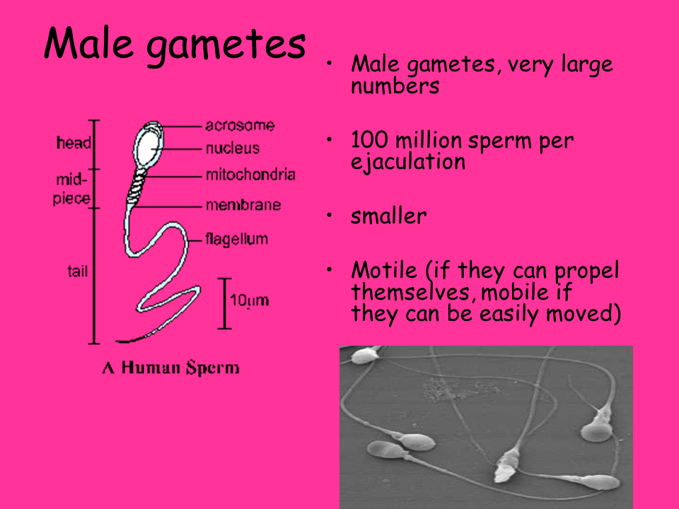 Sexual Reproduction Presentation Biology