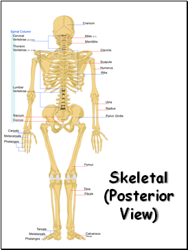 Skeletal System - Presentation Biology