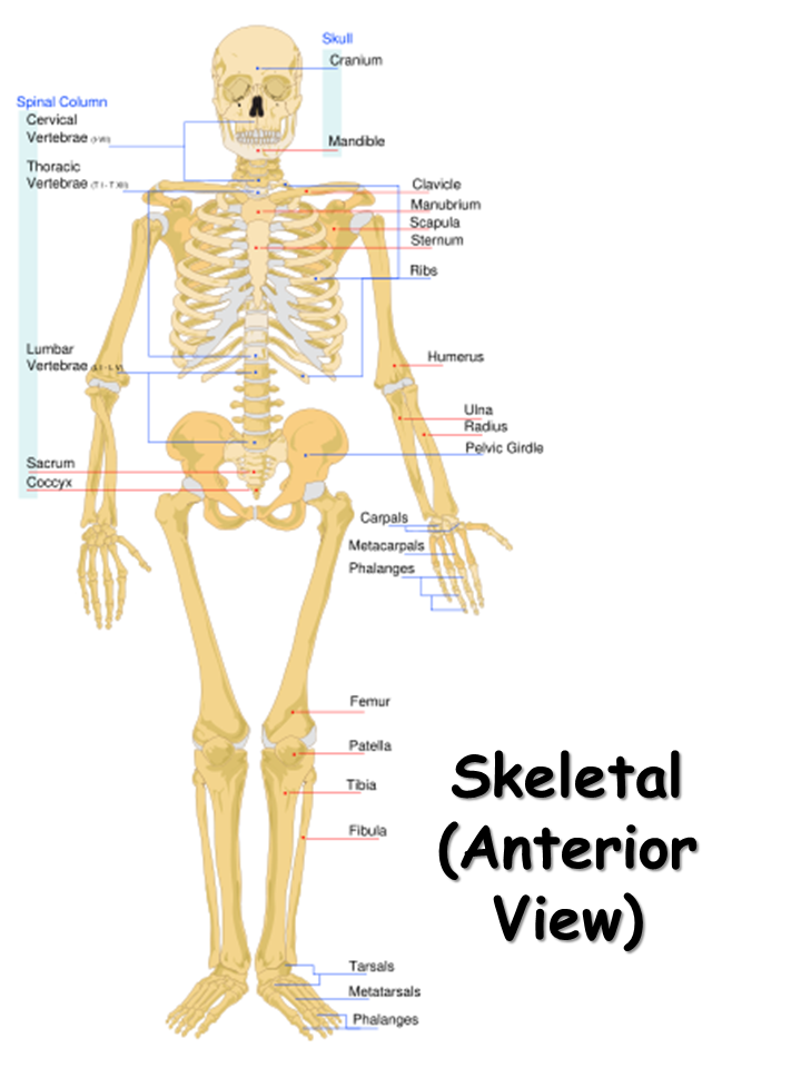 Skeletal System Presentation Biology