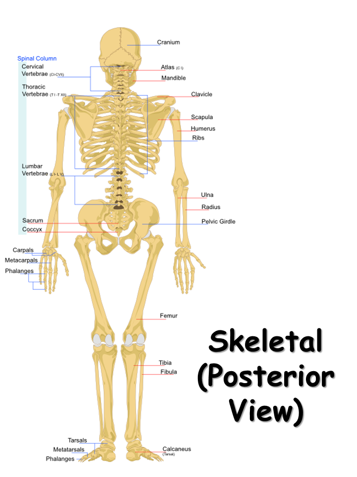 Skeletal System - Presentation Biology