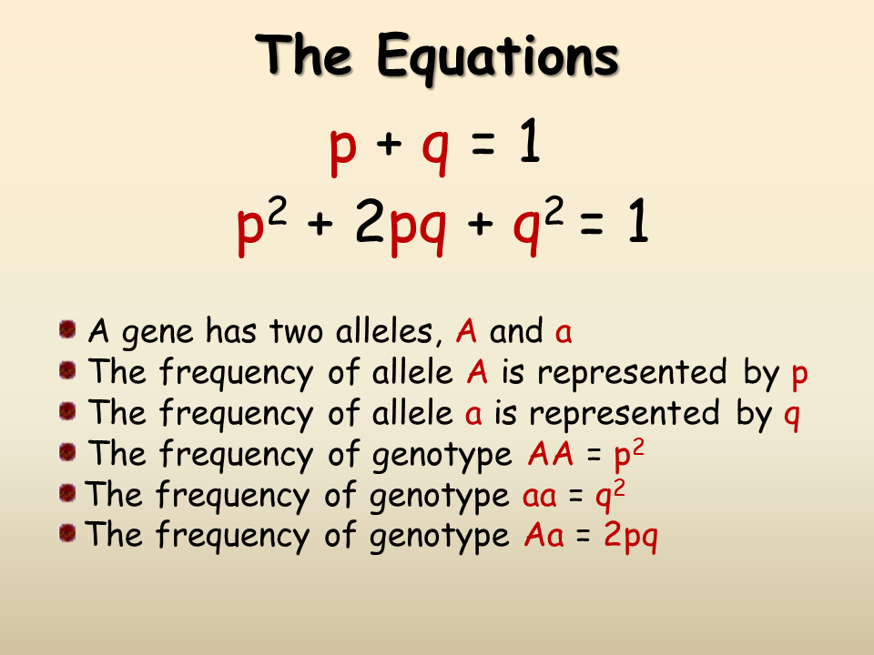 The Hardy Weinberg Equilibrium Equation