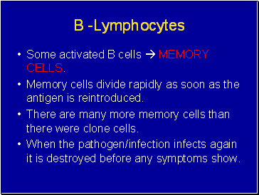 B -Lymphocytes