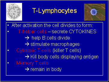 T-Lymphocytes