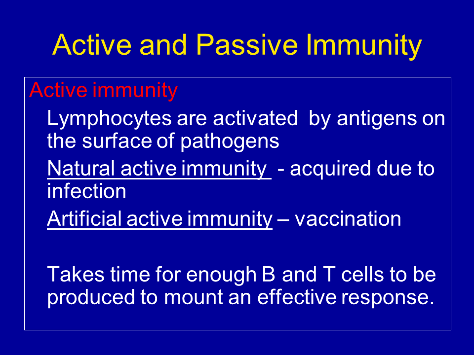 The Immune System - Presentation Biology