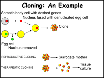 Cloning: An Example