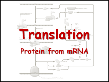 Translation. Protein from RNA