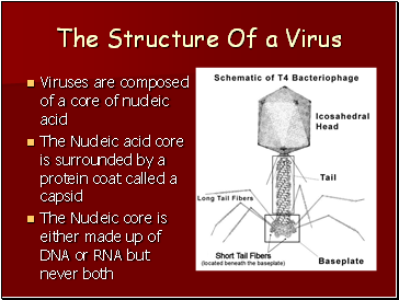 The Structure Of a Virus