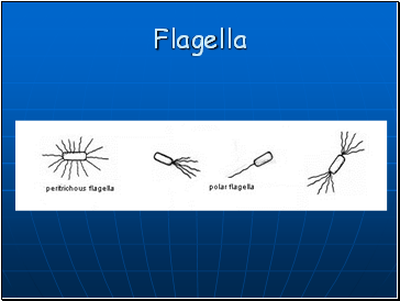 Flagella