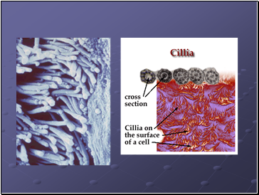 Flagella