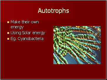 Autotrophs