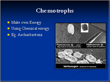 Chemotrophs