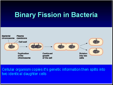 Cellular organism copies its genetic information then splits into two identical daughter cells