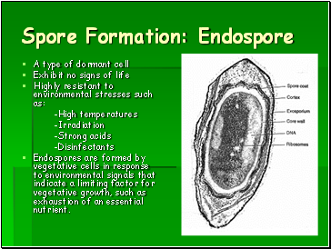 Spore Formation: Endospore