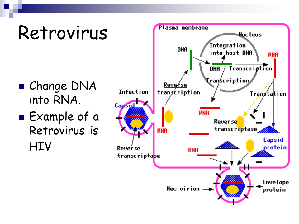 retrovirus meaning examples