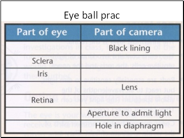 Eye ball prac