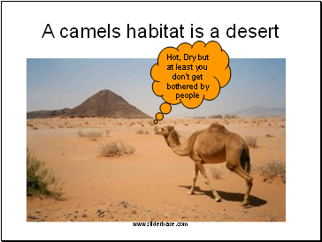 A camels habitat is a desert