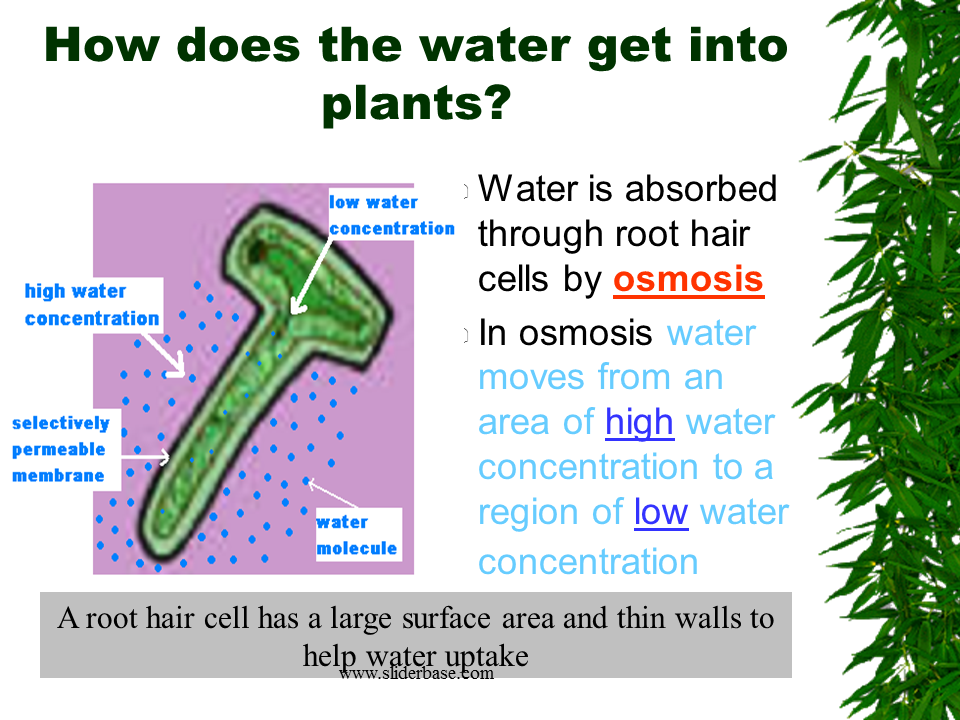 Why do plants need minerals?