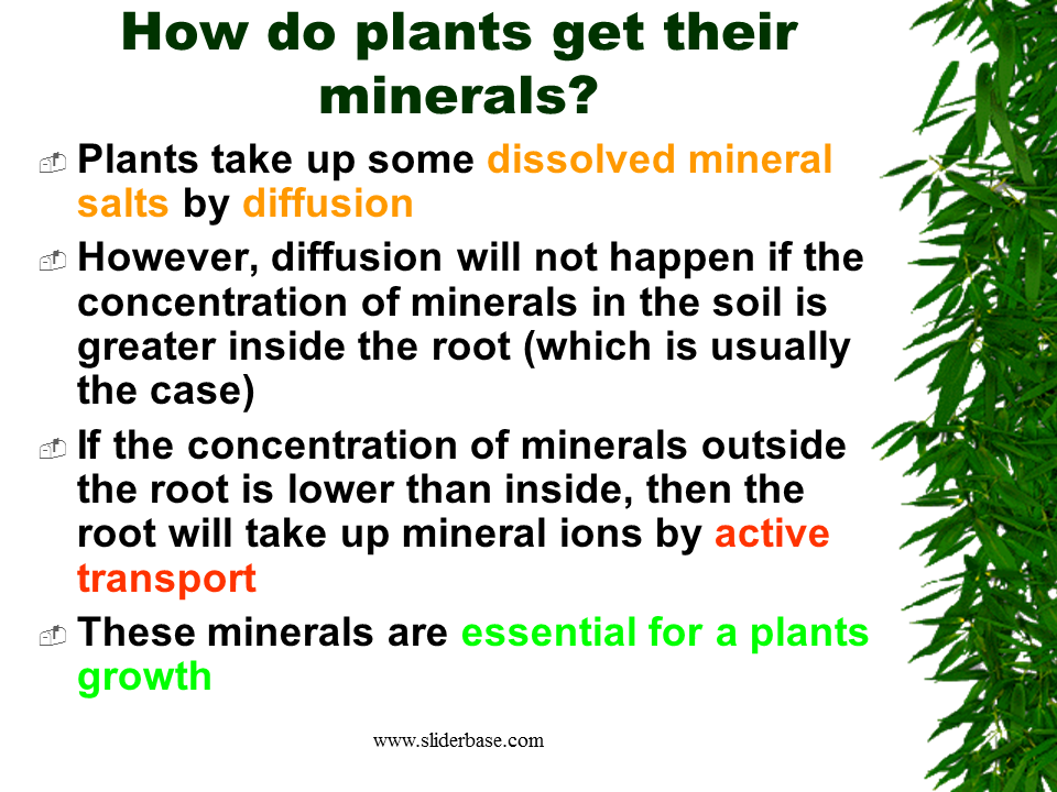 Why do plants need minerals?