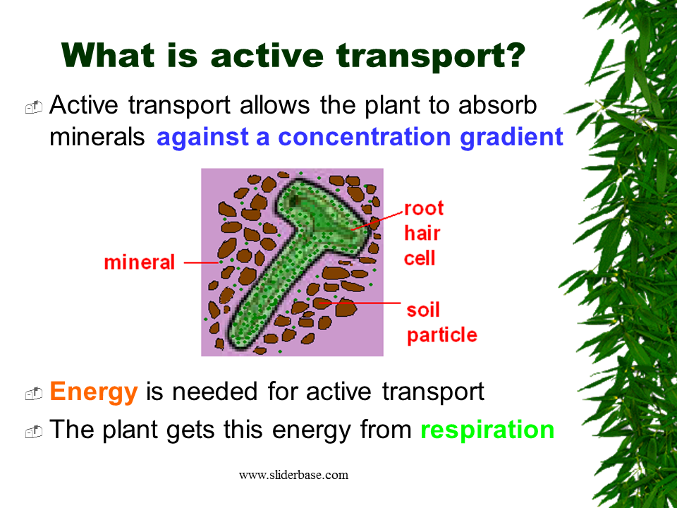 Why do plants need minerals?