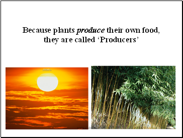 Because plants produce their own food, they are called Producers