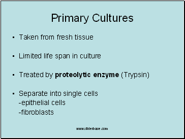 Primary Cultures