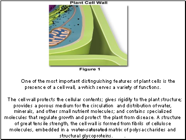 One of the most important distinguishing features of plant cells is the presence of a cell wall, a which serves a variety of functions.