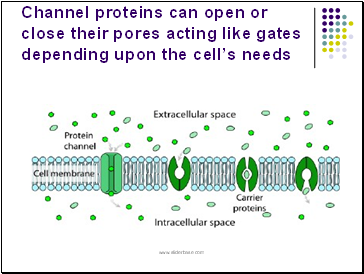 Channel proteins can open or close their pores acting like gates depending upon the cells needs