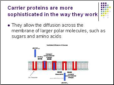 Carrier proteins are more sophisticated in the way they work