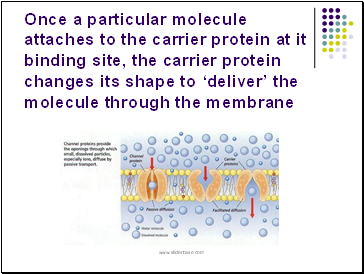 Once a particular molecule attaches to the carrier protein at it binding site, the carrier protein changes its shape to deliver the molecule through the membrane