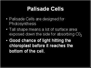 Palisade Cells