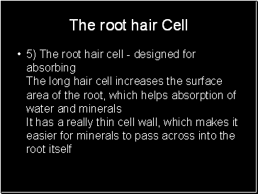 The root hair Cell