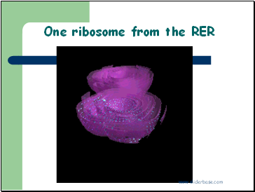 One ribosome from the RER