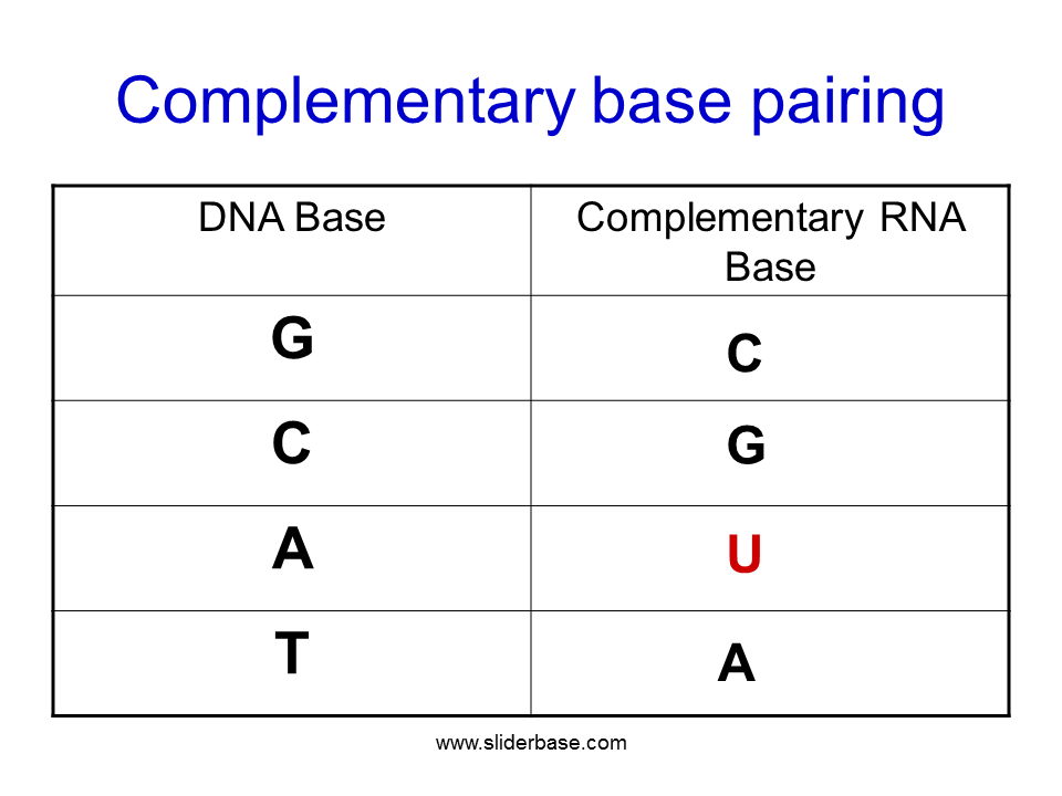 what-are-the-dna-base-pairing-rules-peatix