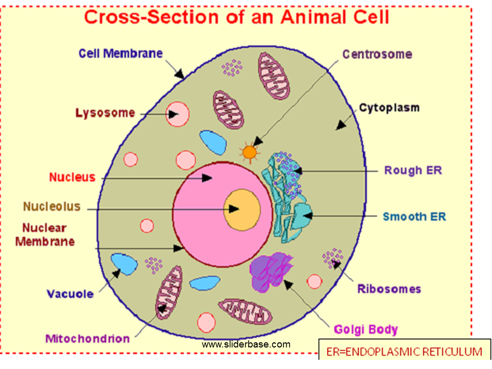 Protein synthesis (simplified) - Presentation Cell biology