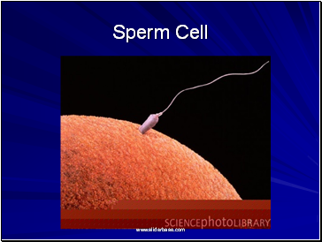 Sperm Cell