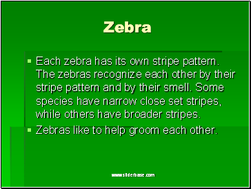 Zebra