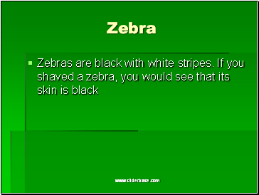 Zebra