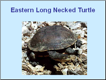 Eastern Long Necked Turtle