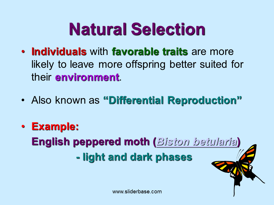 Natural Selection Presentation Evolution