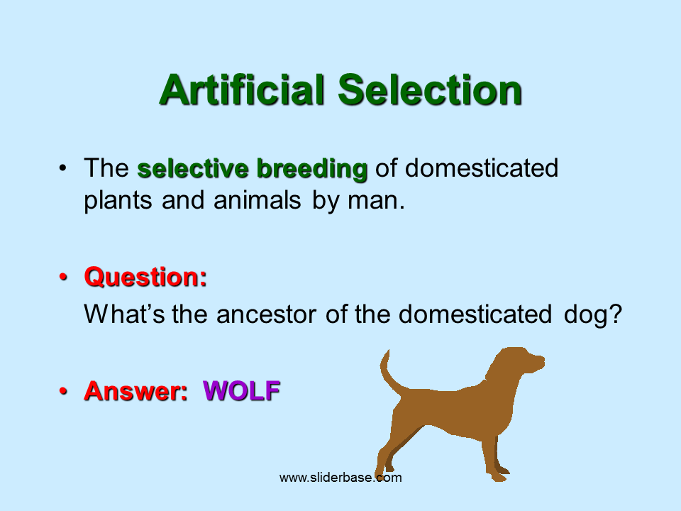 Selective Breeding versus Transgenesis