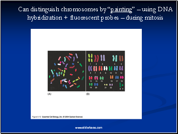 Can distinguish chromosomes by painting  using DNA hybridization + fluorescent probes  during mitosis