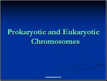 Prokaryotic and Eukaryotic Chromosomes