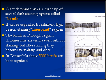 Giant chromosomes are made up of several dark staining regions called bands.