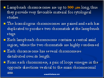 Lampbrush chromosomes are up to 800 m long; thus they provide very favorable material for cytological studies.