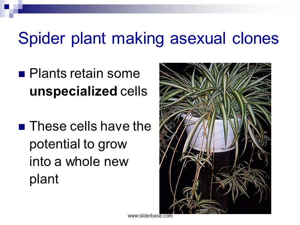 Cloning Science Fiction or Science Fact Presentation