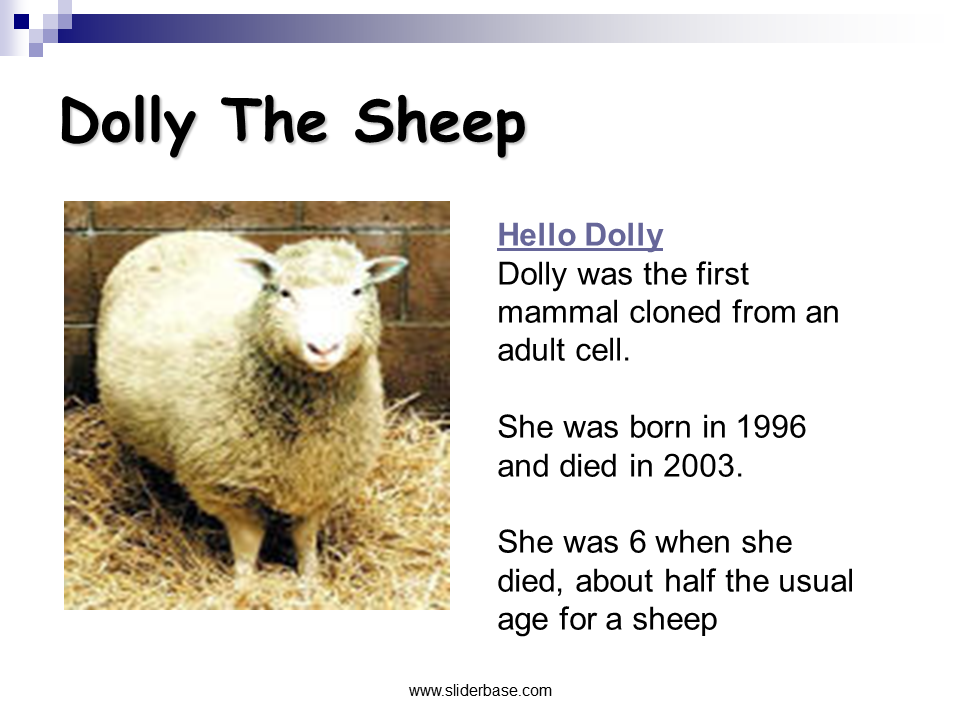 Image result for dolly the cloned sheep died
