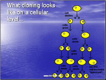 What cloning looks like on a cellular level