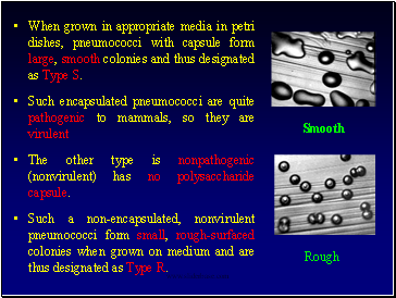 When grown in appropriate media in petri dishes, pneumococci with capsule form large, smooth colonies and thus designated as Type S.