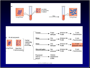 DNA - An overview